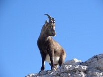cimolais