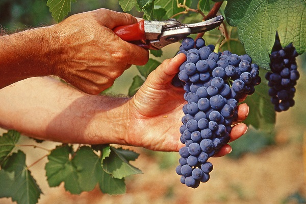 Fiera del vino Valtènesi-Garda Classico Doc